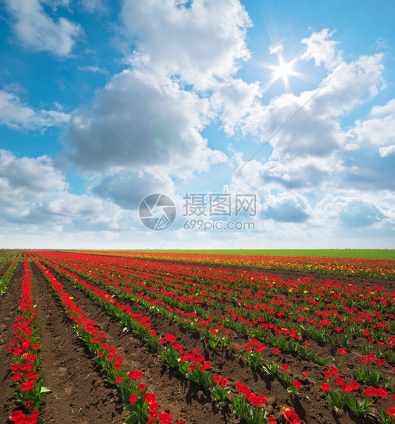 郁金香草地春天的构成图片