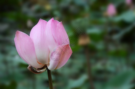 池塘中莲花的芽图片