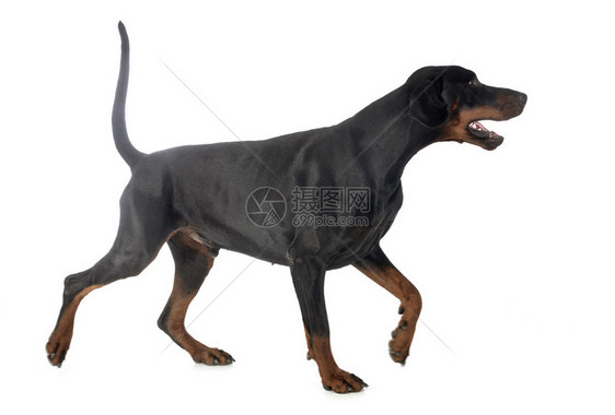 在白色背景面前的dobermannpinsher图片