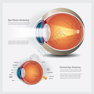 人类眼解剖矢量说明图片