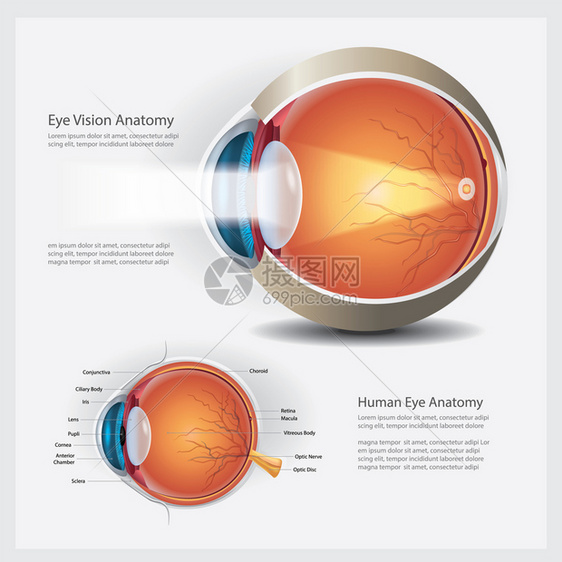 人类眼解剖矢量说明图片