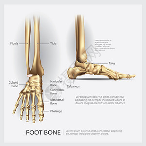 脚骨解剖矢量说明图片