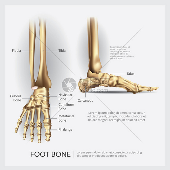 脚骨解剖矢量说明图片