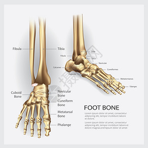 脚骨解剖矢量说明图片
