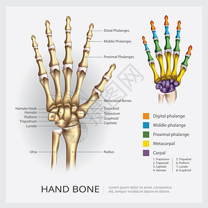 手动骨矢量插图图片
