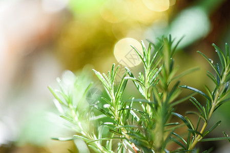 在花园种植有机迷迭香物以提取基本油新鲜迷迭香草绿色本底有选择的重点图片