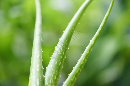 天然绿本用胶类草药和关闭新鲜的青菜花叶图片