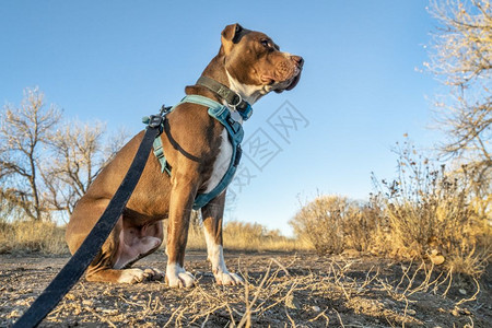 坐在户外散步时着没有拉绳的斗牛犬图片