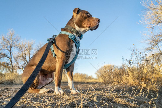 坐在户外散步时着没有拉绳的斗牛犬图片