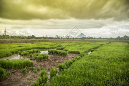 种植稻米风景绿物在雨季暴风云背景下增长图片