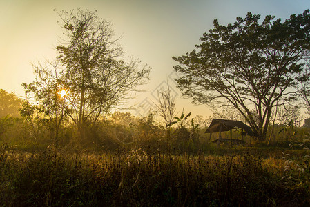 在草原上露出景观的乡村阳光照耀的树木阳光照耀的农村业场图片