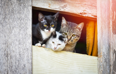 亚洲小猫可爱的三个白黑小猫兄弟坐在窗外看着背景图片