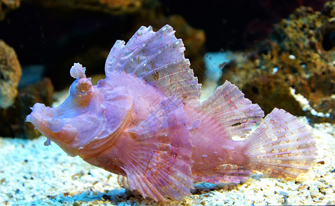 犀牛海水族馆下生鱼犀牛背景