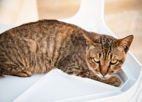 棕色条纹猫咪放松寻找相机图片