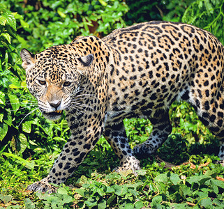 Roar老虎豹美洲动物野生猎美丽的洲豹在丛林中行走图片