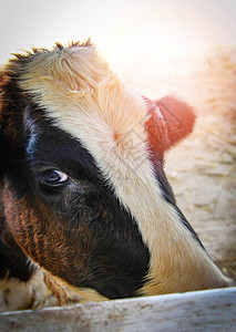近脸部牛白色和黑寻找相机在农场眼睛动物图片