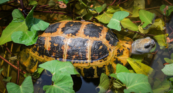 漂浮在池塘吃蔬菜的海龟晨光植物上游泳的淡水海龟图片
