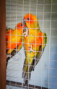 笼子里有橙黄色的羽毛花朵多彩的鹦鹉青菜笼子里的普通宠物鸟图片