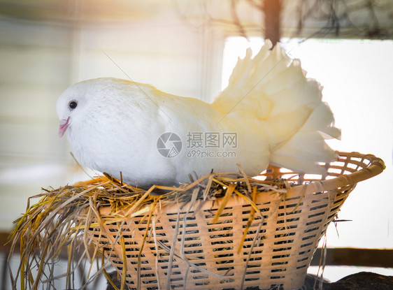 鸟巢中美丽的白鸽雌鸟在养殖场中孵卵图片
