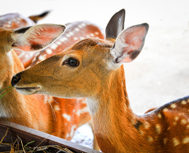 捕食农场草地的野生物其它名称ChitalCheetalAxisdeer图片