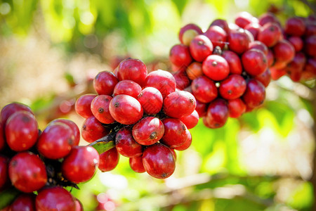 田野树上的红咖啡豆和田野阳光农业有机场中的咖啡种子分支图片