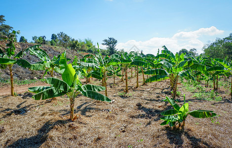 在Asiia农业果园种植香蕉树图片