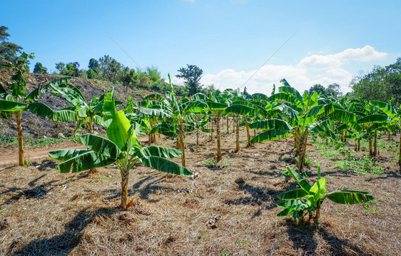 在Asiia农业果园种植香蕉树图片