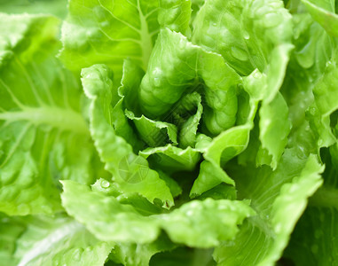 种植花园水栽培农场植物的蔬菜沙拉图片