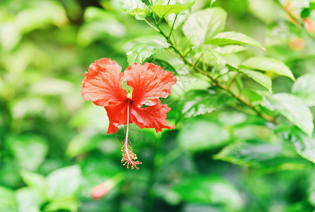 热带花园背景的树上盛开红色花朵玫瑰中文图片