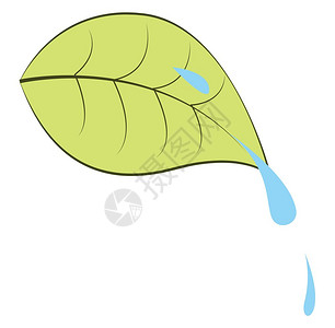 上午形象照上午露珠插图白色背景的矢量插画