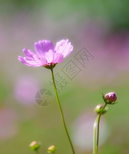 春光花朵在园田地背景中开花图片