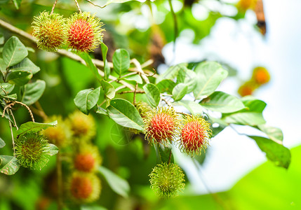 在树枝上种植新鲜的蓝布水果在园林种植场绿叶野地布丁人自然背景图片