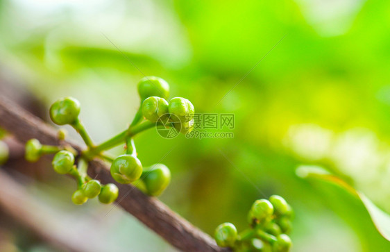 年轻的玫瑰苹果或树上玫瑰花芽图片