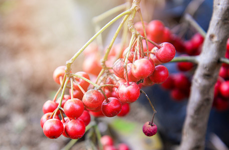 亚洲野生红莓树上的里普红牛油莓氧基图片