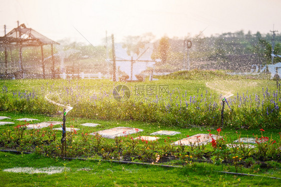 夏季和日落背景的泉水绿田和有园的花图片