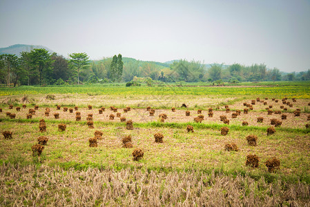 在稻田农业场收获大豆种植图片