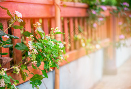 春夏天在前院木篱笆中开花背景图片