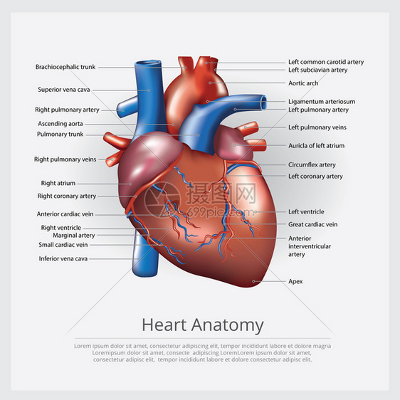 心脏解剖矢量说明图片