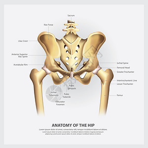人类解剖盆骨矢量图图片