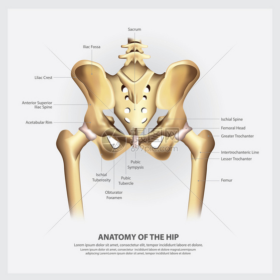 人类解剖盆骨矢量图图片