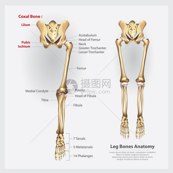 人类解剖腿骨矢量图图片