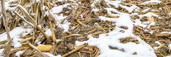 玉米田里融化的雪图片