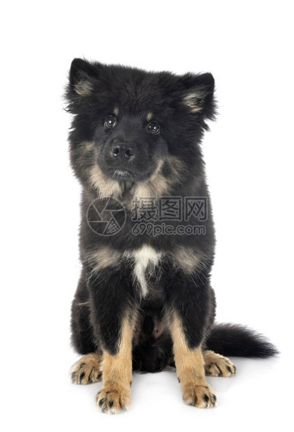 白色背景面前的芬兰Lapphund图片