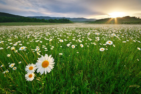 草原上的春菊花美丽自然和景色图片