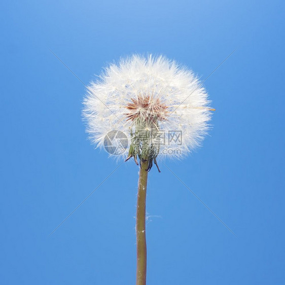 天空背景的但迪利翁自然构成图片