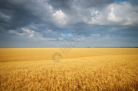 风景黄小麦有温暖的彩色作物和多云的雨天图片