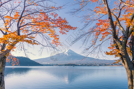 富士山上有红色的木叶或秋天多彩的季在亚马纳西藤川口子附近五个湖泊日本有蓝天的树木自然景观背图片