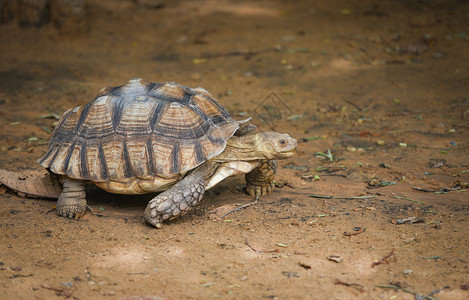 非洲刺激的乌龟关闭海步行有选择焦点图片