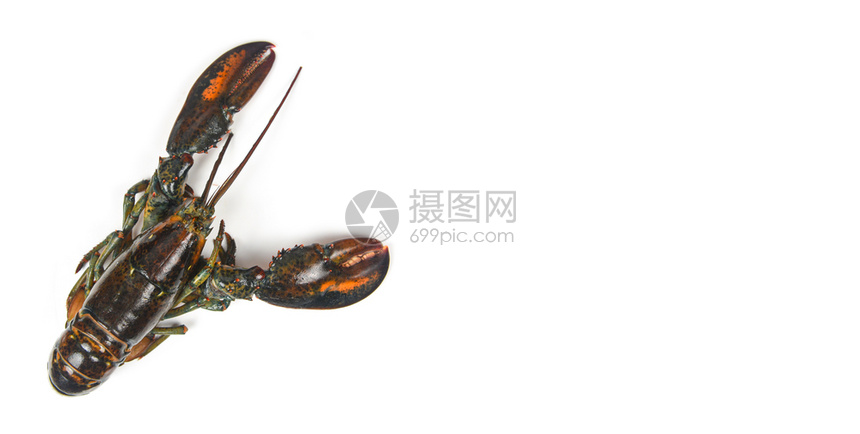 在海鲜餐厅的新龙虾贝壳鱼供煮熟食品在白色背景上孤立的原始龙虾顶视场复制空间高清图片下载 正版图片 摄图网