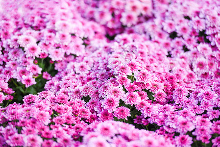 菊花束图片 菊花束素材 菊花束高清图片 摄图网图片下载